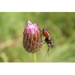 Eriothrix rufomaculata - kuklice