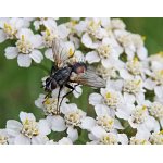 Eriothrix rufomaculata - kuklice