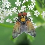 Phasia aurigera - kuklice