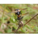 Cylindromyia brassicaria