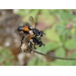 Cylindromyia brassicaria - kuklice