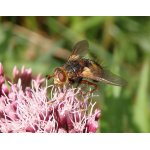 Kuklice červenonohá