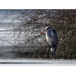 NA ZMRZLÉM RYBNÍKU.