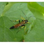 Ichneumon extensorius - lumek