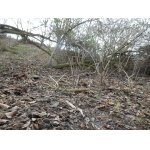 Až včera - 27. ledna, poprvé na shozech v roce 2026