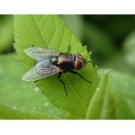 Bzučivka - mouchovití