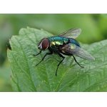 Bzučivka zelená - mouchovití