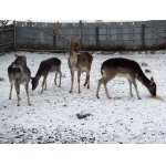 2.ZIMNÍ VZPOMÍNKA.