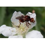 Očnatka červenohnědá