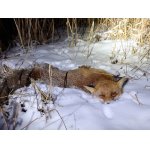 Lišák k patnáctinám