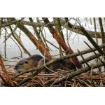 SCHOVÁVALI SE...:-)))