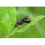 Mravenec obecný  - královna 