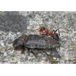 Mravenec lesní s kořistí