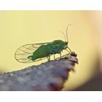 Mera olšová  - mšicosaví 