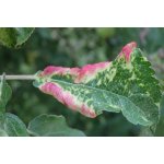 Mšice jabloňová - poškození listů