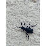 Dnes už neco lezlo.