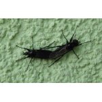 Muchnice březnová - pár