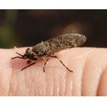 Bzikavka dešťová - ovádovití