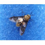 Bzikavka slepoočka - ovádovití 