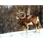 ZIMA  USTUPUJE..:-)))