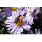 Eristalis arbustorum - pestřenka - samec