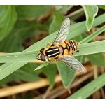 Pestřenka černonosá