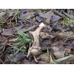 V rozmočeném listí na poli vedle remízu svítil už na dálku