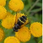 Pestřenka trojpásá