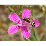 Pestřenka hrušňová