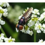 Chrysogaster solstitialis 