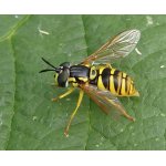 Chrysotoxum cautum 