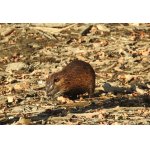 NĚCO BY SI DAL...:-)))