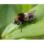 Pestřenka narcisová