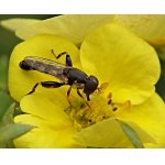 Pestřenka písklavá