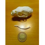  Trofej kuního samce z úhoru ...