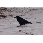 TROCHU  TO ZEBE   :-)))