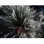 V SNĚHOVÉM DETAILU.