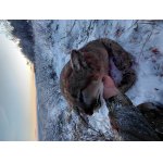 Puma americká ( Moutain lion) III.