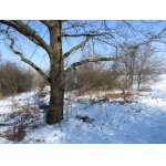 SNÍH SE POŘÁD DRŽÍ.