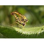 Pestřenka psaná - pár