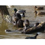 3.U RYBNÍKA BYLO ŽIVO.