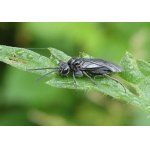 Pilatka kokoříková