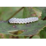 Pilatka krtičníková - larva