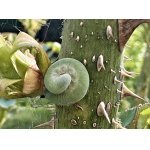 Pilatka růžová - larva