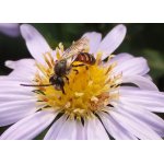 Ploskočelka načervenalá