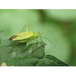 Klopuška bramborová 