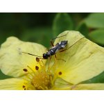 Klopuška čtyřskvrnná  