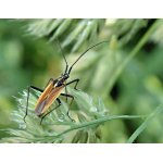 Klopuška hnědožlutá 