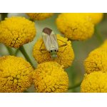 Klopuška kopřivová 