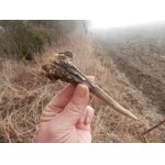 Včerejšek byl opět v mlze a pouze v režii daňčích shozů